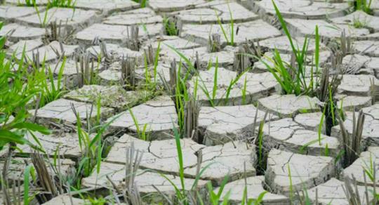 首场透雨偏迟中南部干旱严重
