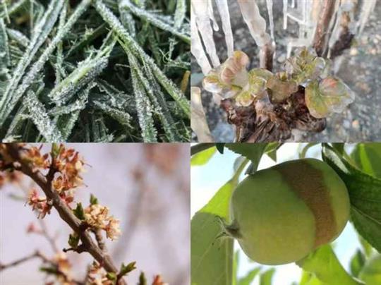 春季气温坐“过山车”，对经济林果等造成不利影响