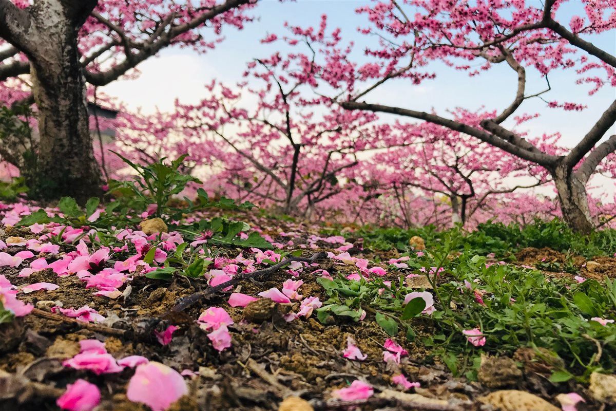 花谢花飞花满天(李敏)