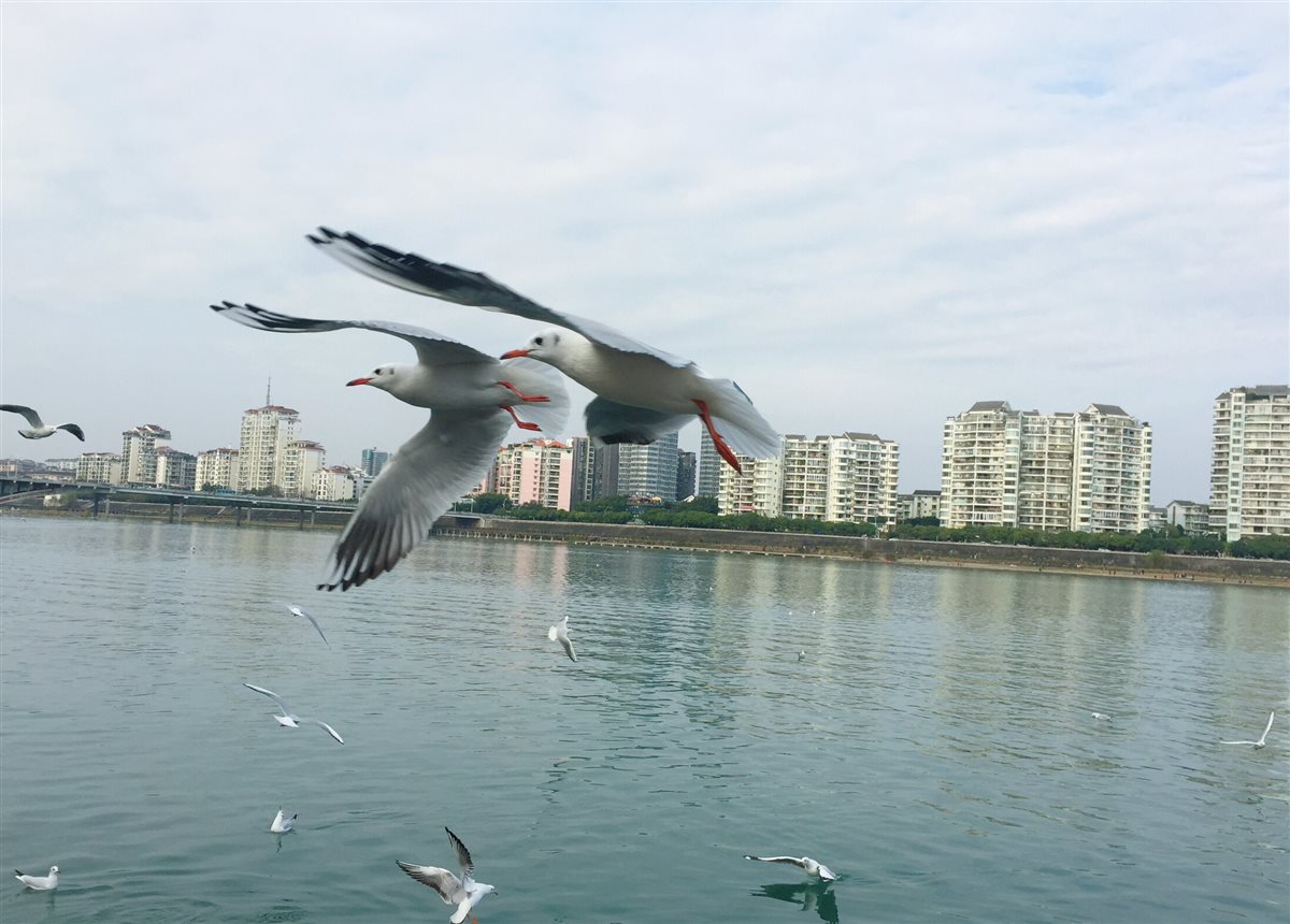 绵阳东原大桥的海鸥图片