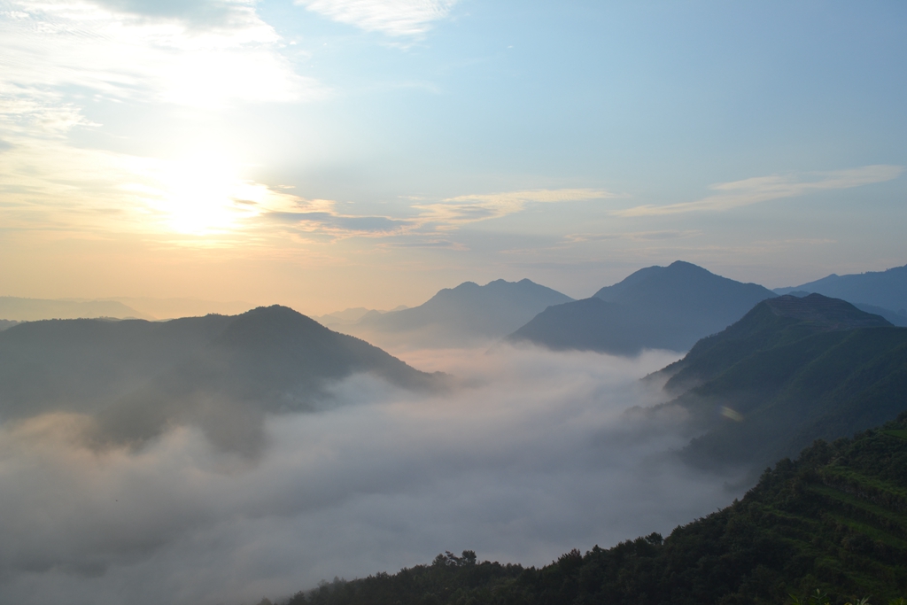 大志茶園-浙江省天台縣大志茶業有限公司