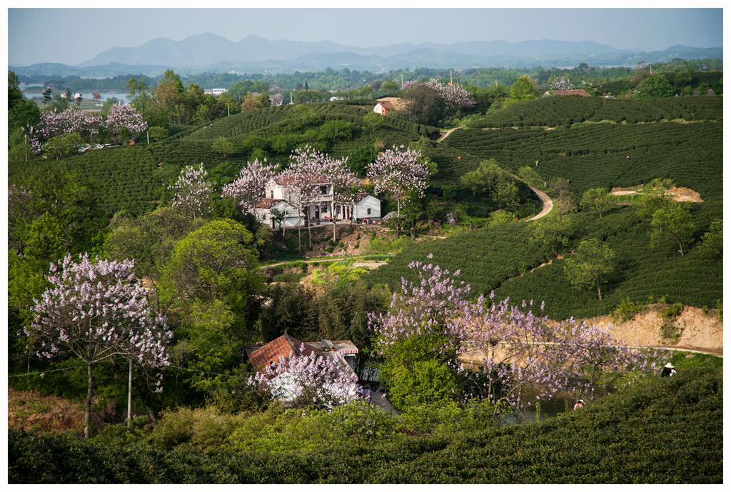 车云山茶园-河南省信阳市浉河区