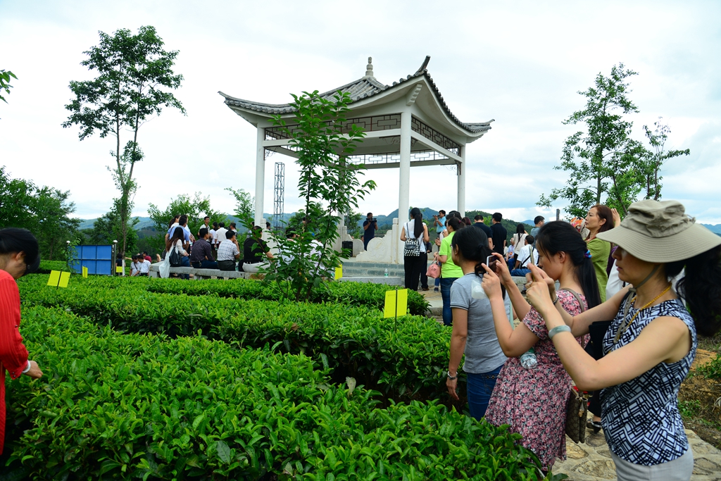 云南省保山市昌宁县温泉镇光山大团山茶园