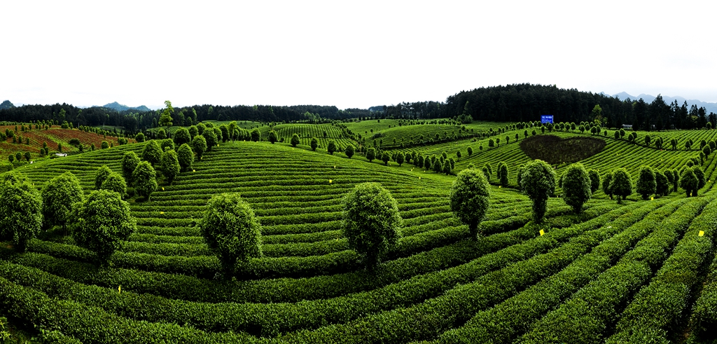 九堡十三灣茶園-貴州鳳岡貴茶有限公司