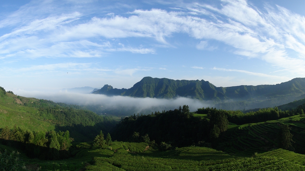 鹿鳴茶海-四川省珙縣鹿鳴茶業有限公司