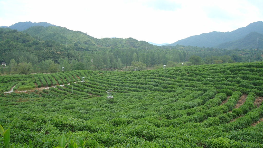 西塘茶园-安徽省祁门县历口镇西塘村