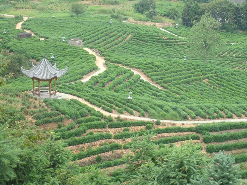 西塘茶园-安徽省祁门县历口镇西塘村