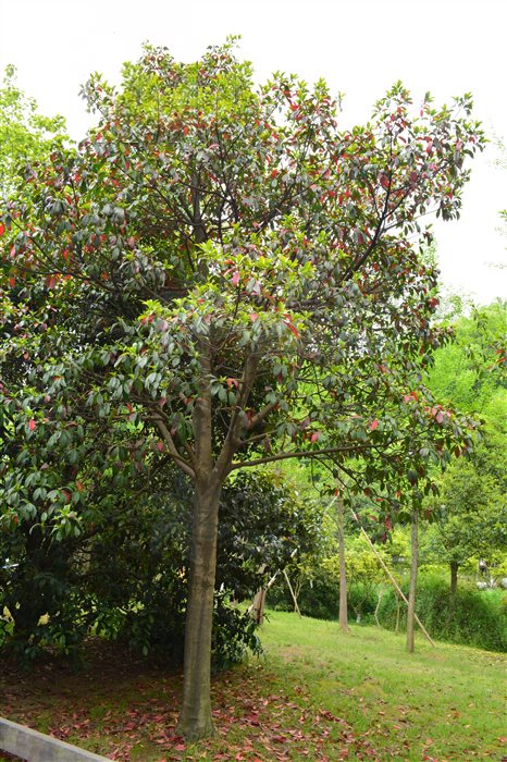 自贡市花市树图片
